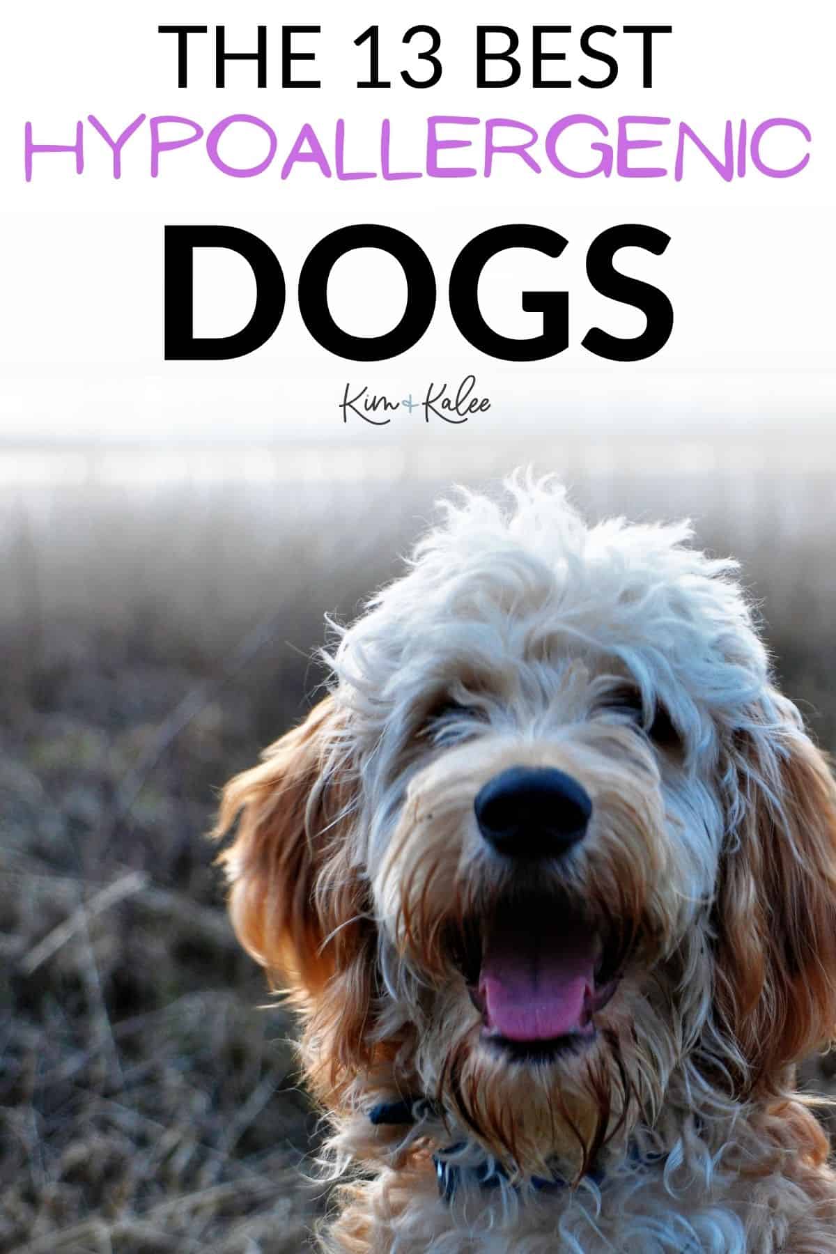 happy dog smiling with the text overlay 13 best hypoallergenic dogs