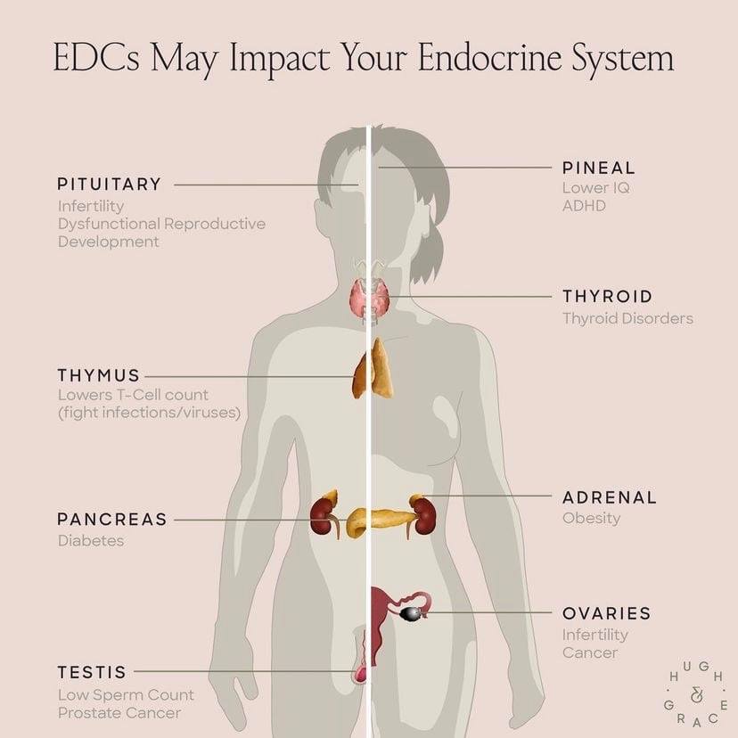 EDCs & Your Endocrine System